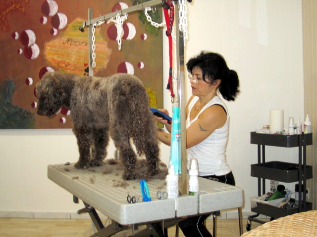 Hundepflege im Hundesalon Mon Cheri